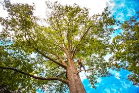 Best Stump Grinding and Removal  in Boaz, AL