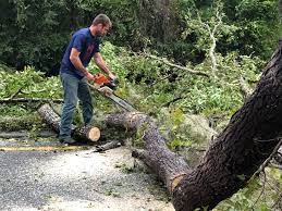 Leaf Removal in Boaz, AL