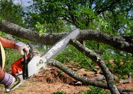 Best Tree Preservation Services  in Boaz, AL