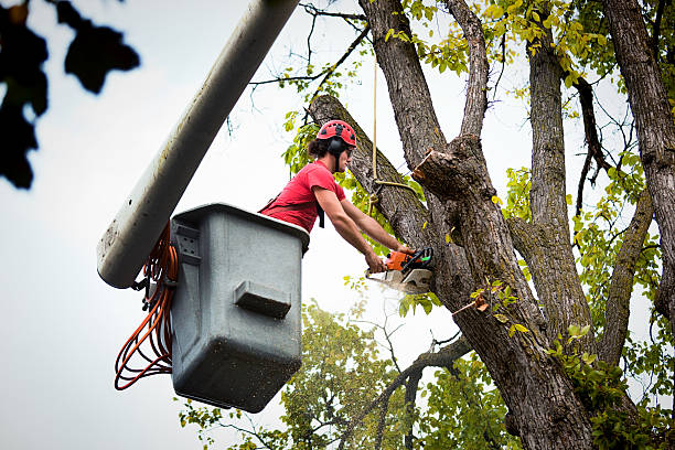 Tree and Shrub Care in Boaz, AL