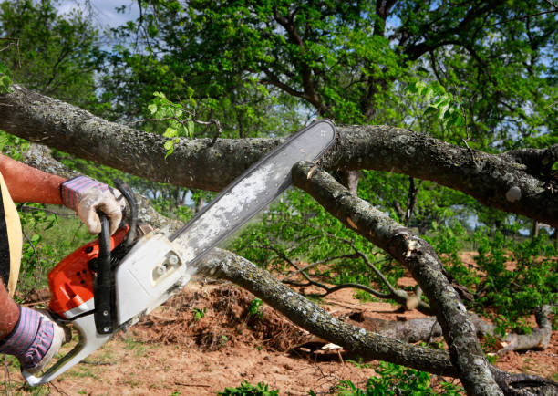 Best Tree Maintenance Programs  in Boaz, AL